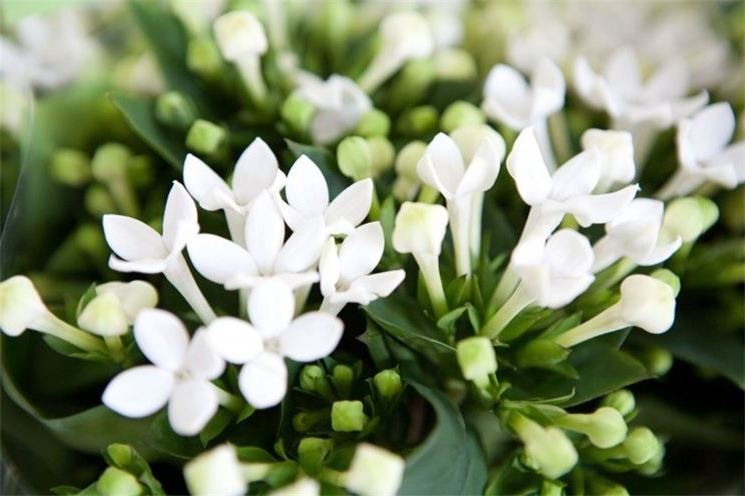 مراقبت و پرورش گل بواردیا